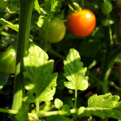 Started & harvested a two square meter garden